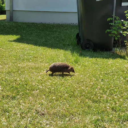 Hébergement de vacances Igel *