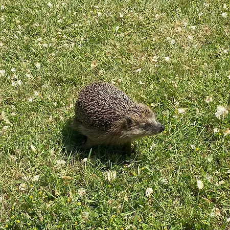 Igel * Burg (Spreewald)
