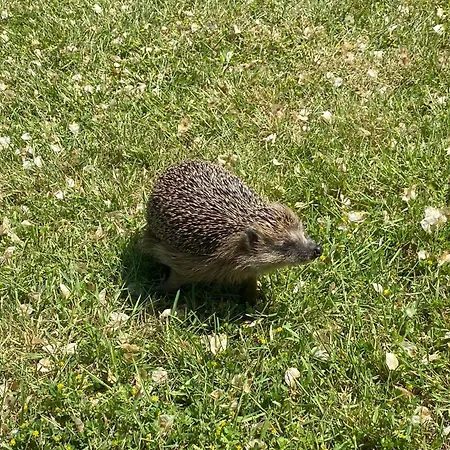 Igel * ブルク